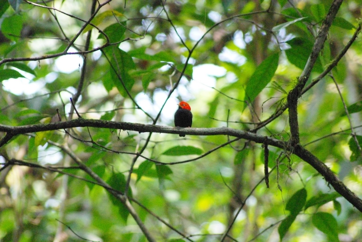 Red-capped Manakin - ML625197901