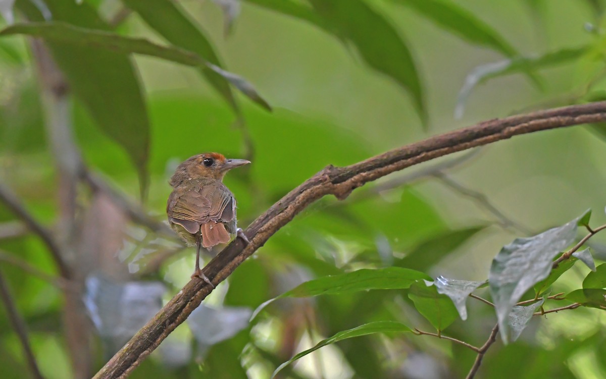 Para Greenlet - Christoph Moning