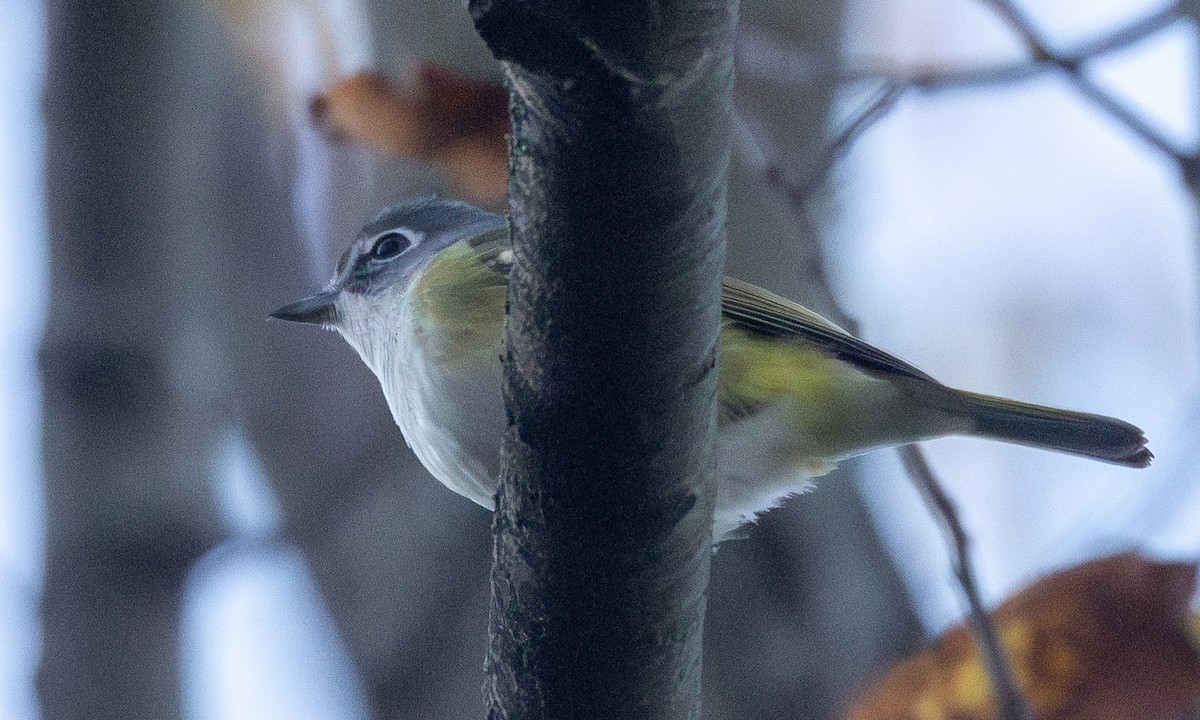 Blue-headed Vireo - ML625197954