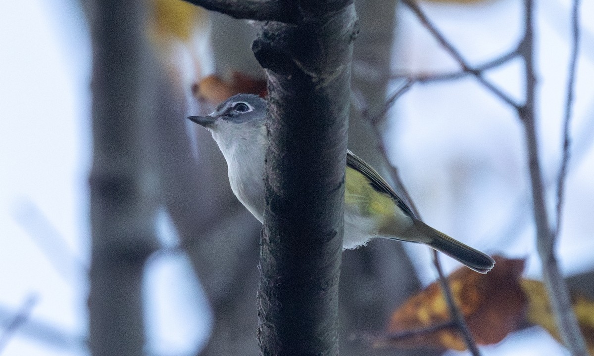 Blue-headed Vireo - ML625197955