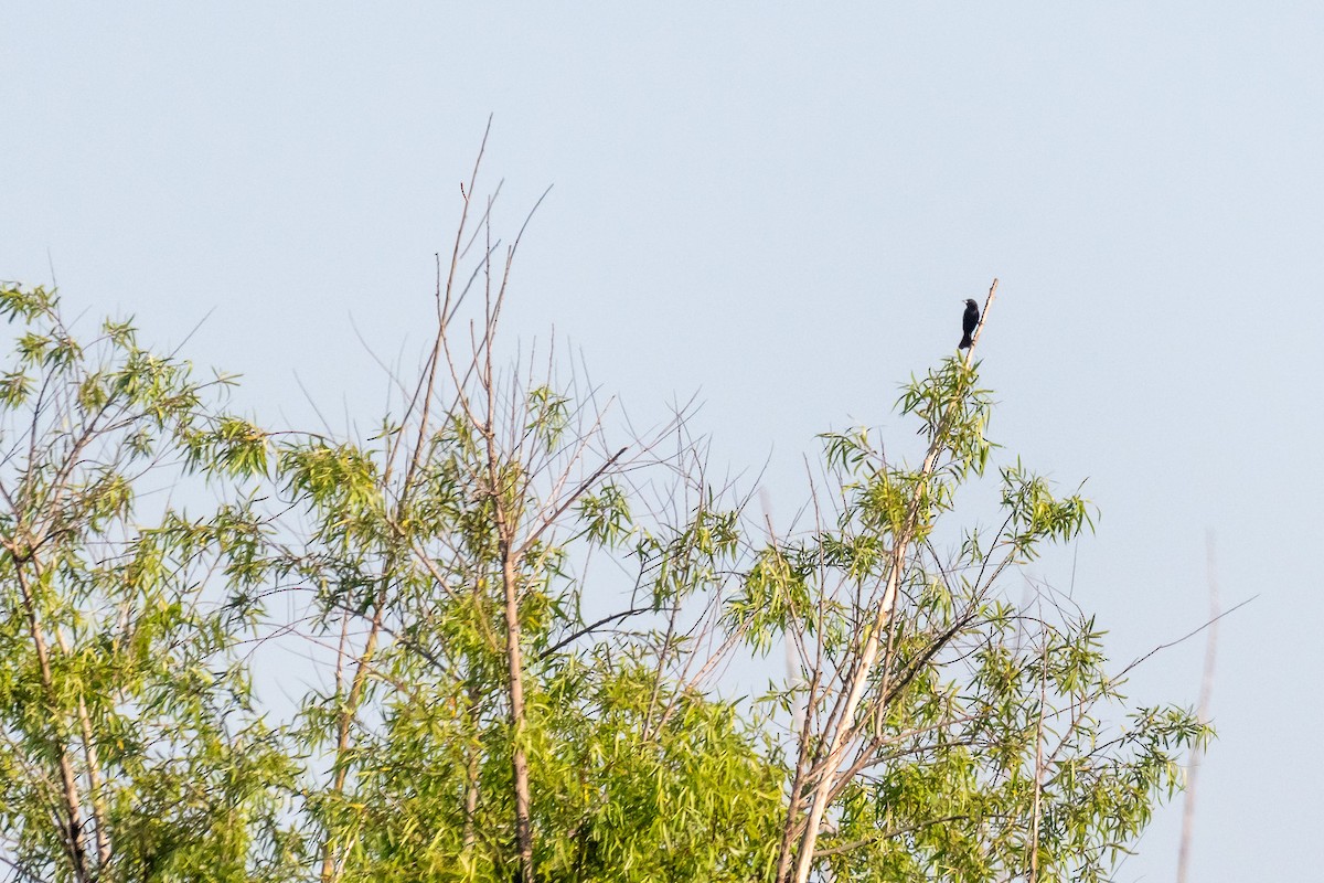 Solitary Black Cacique - ML625197999