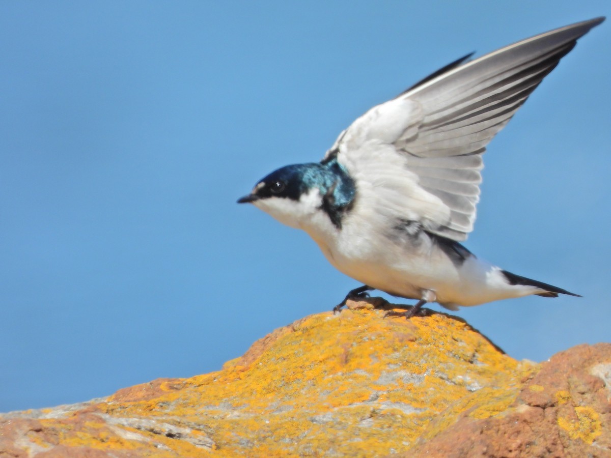 White-rumped Swallow - ML625198096