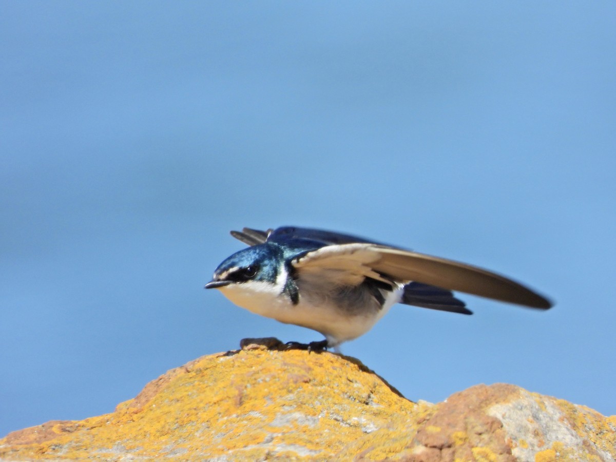 White-rumped Swallow - Alejandra Pons