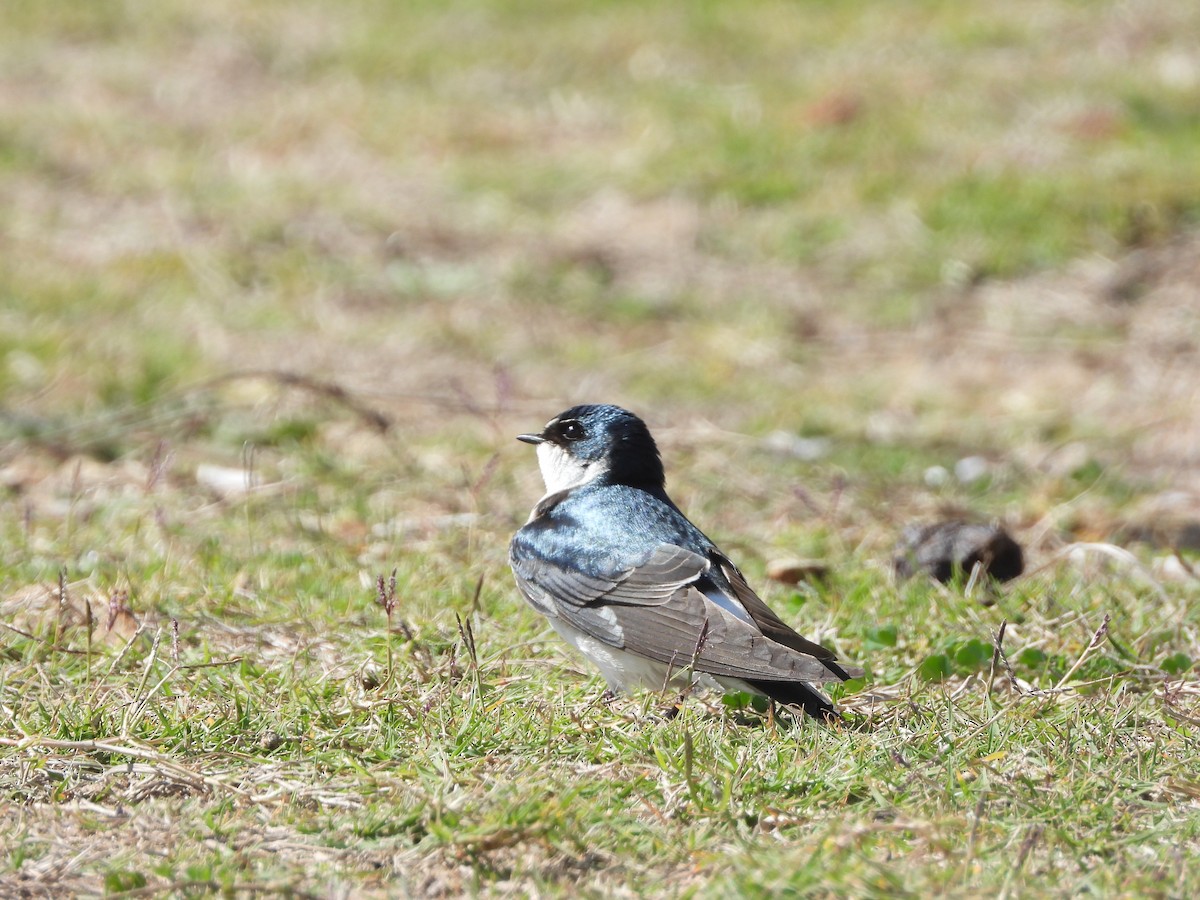 White-rumped Swallow - ML625198103