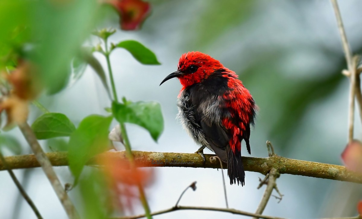 Sulawesi Myzomela - ML625198107