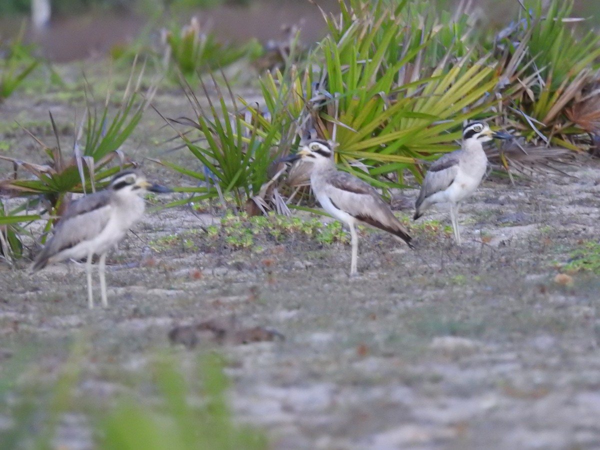 Great Thick-knee - ML625198115