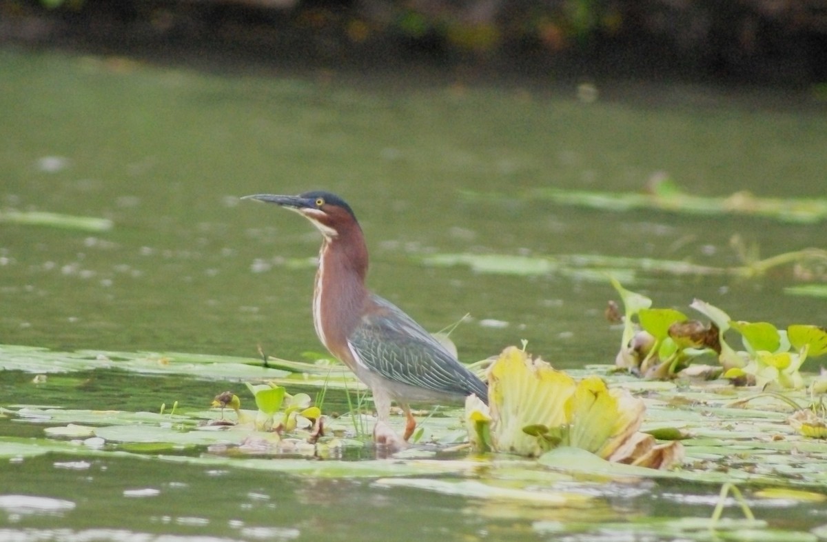 Rufescent Tiger-Heron - ML625198131