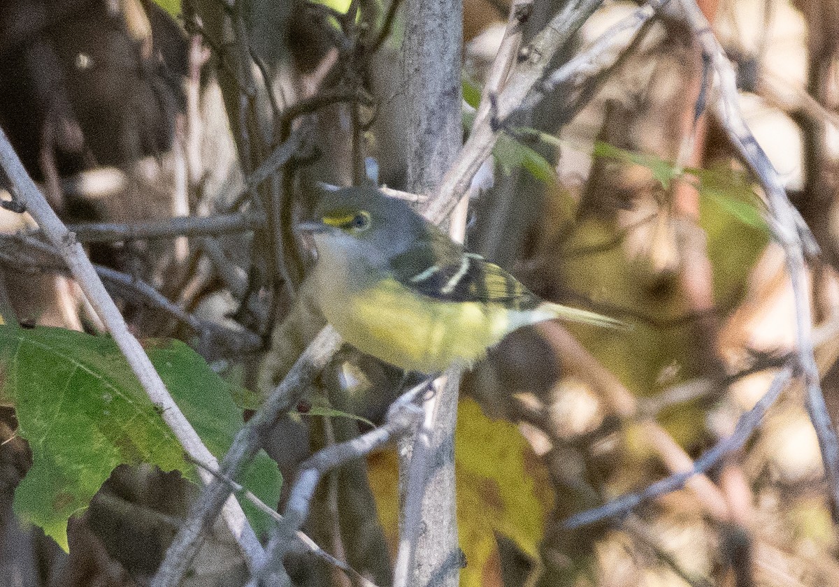 White-eyed Vireo - ML625198167