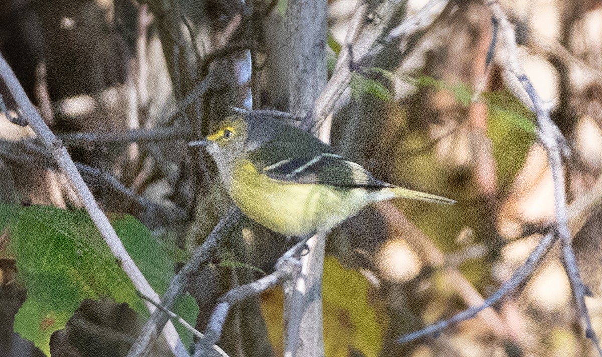 White-eyed Vireo - Joel Strong