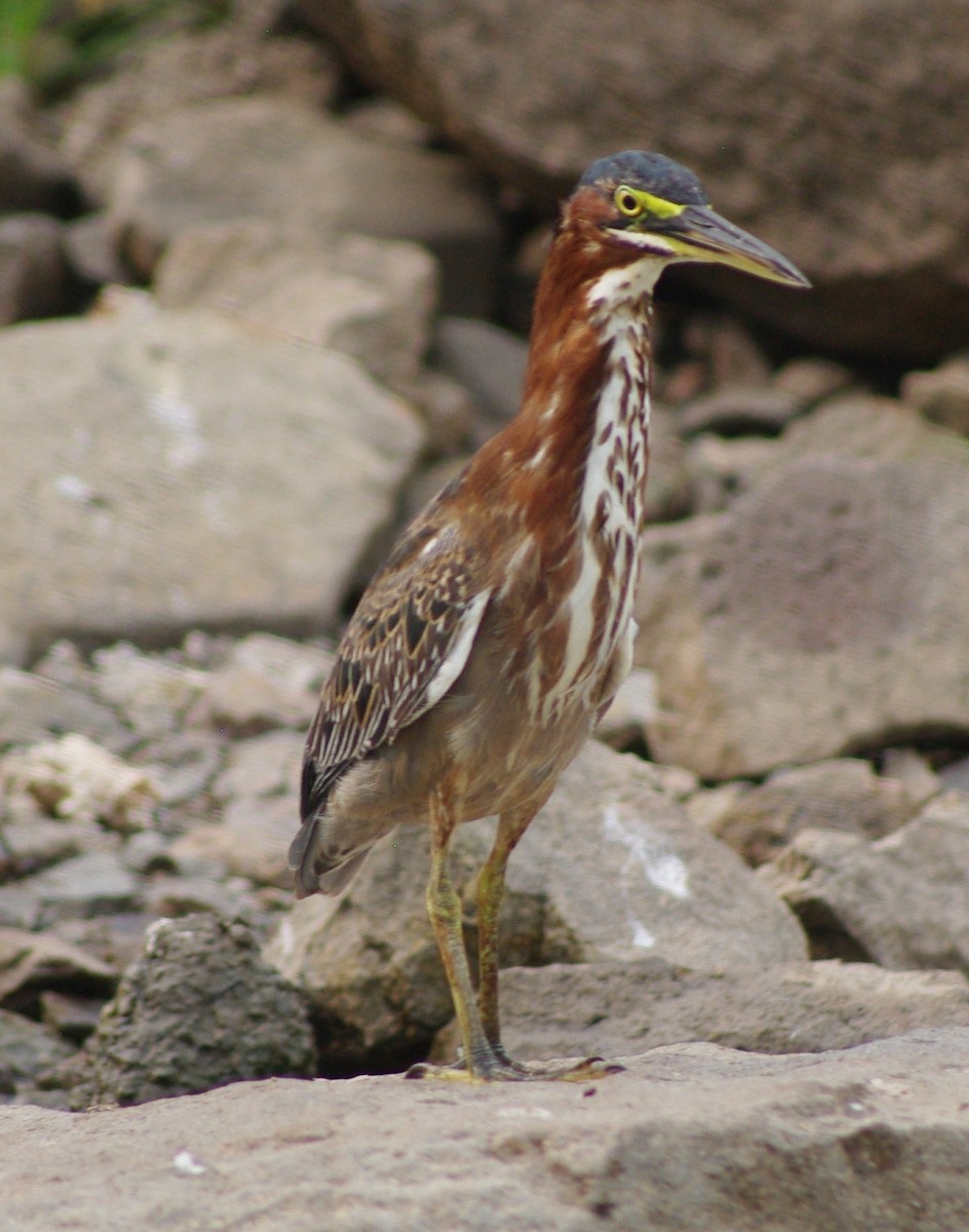 Rufescent Tiger-Heron - ML625198190