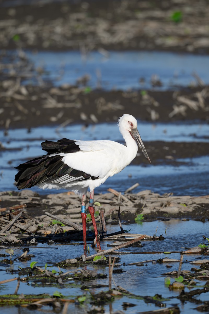 Oriental Stork - Yuya Okuzaki