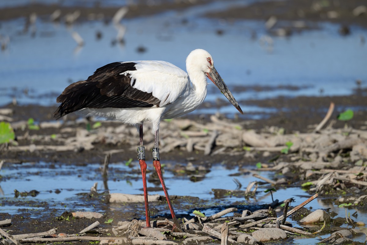 Oriental Stork - Yuya Okuzaki