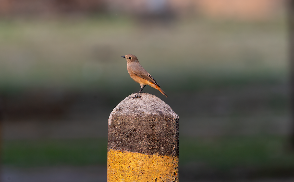 Black Redstart - ML625198234
