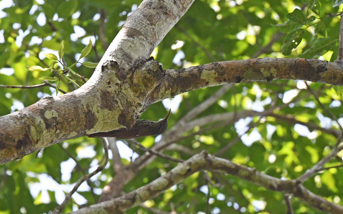 Dusky-capped Woodcreeper - ML625198318