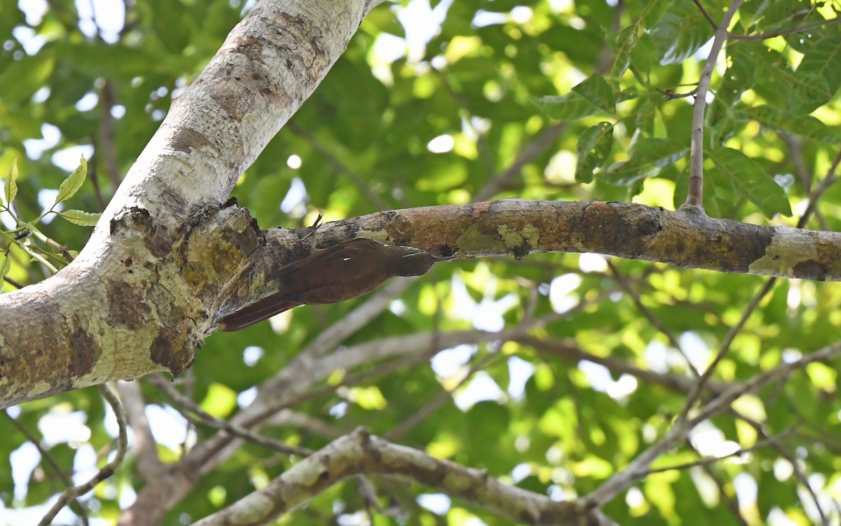 Dusky-capped Woodcreeper - ML625198319