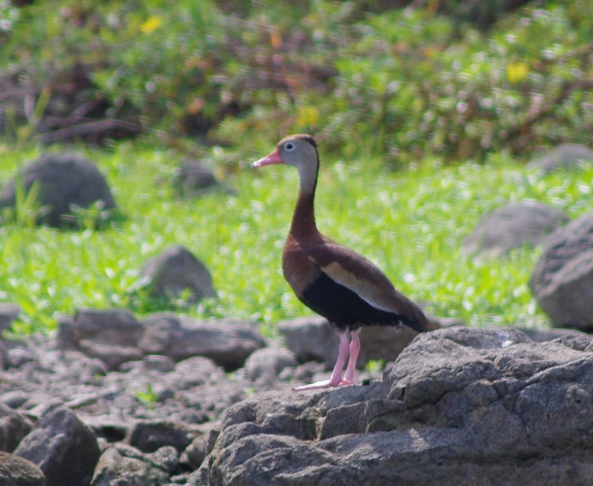 Black-bellied Whistling-Duck - ML625198329