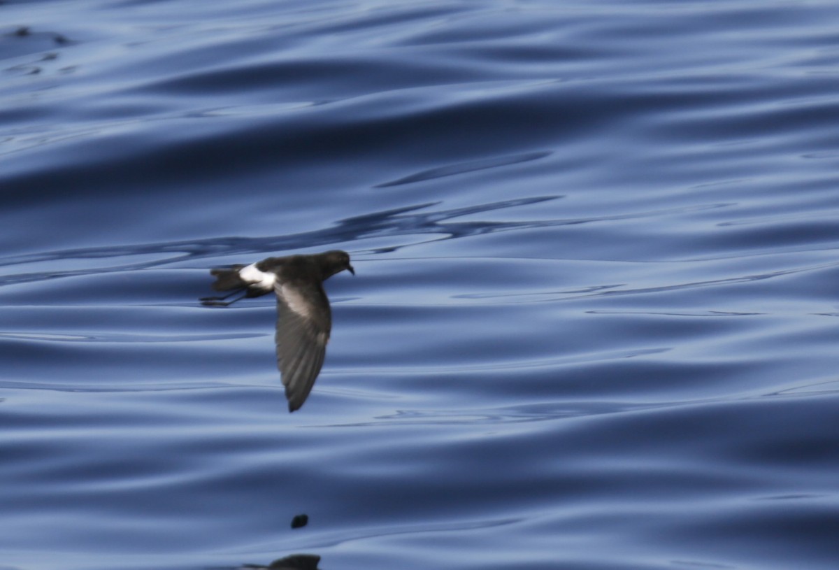 Wilson's Storm-Petrel - ML625198465