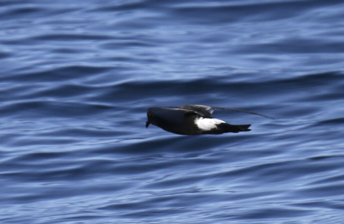 Wilson's Storm-Petrel - ML625198466