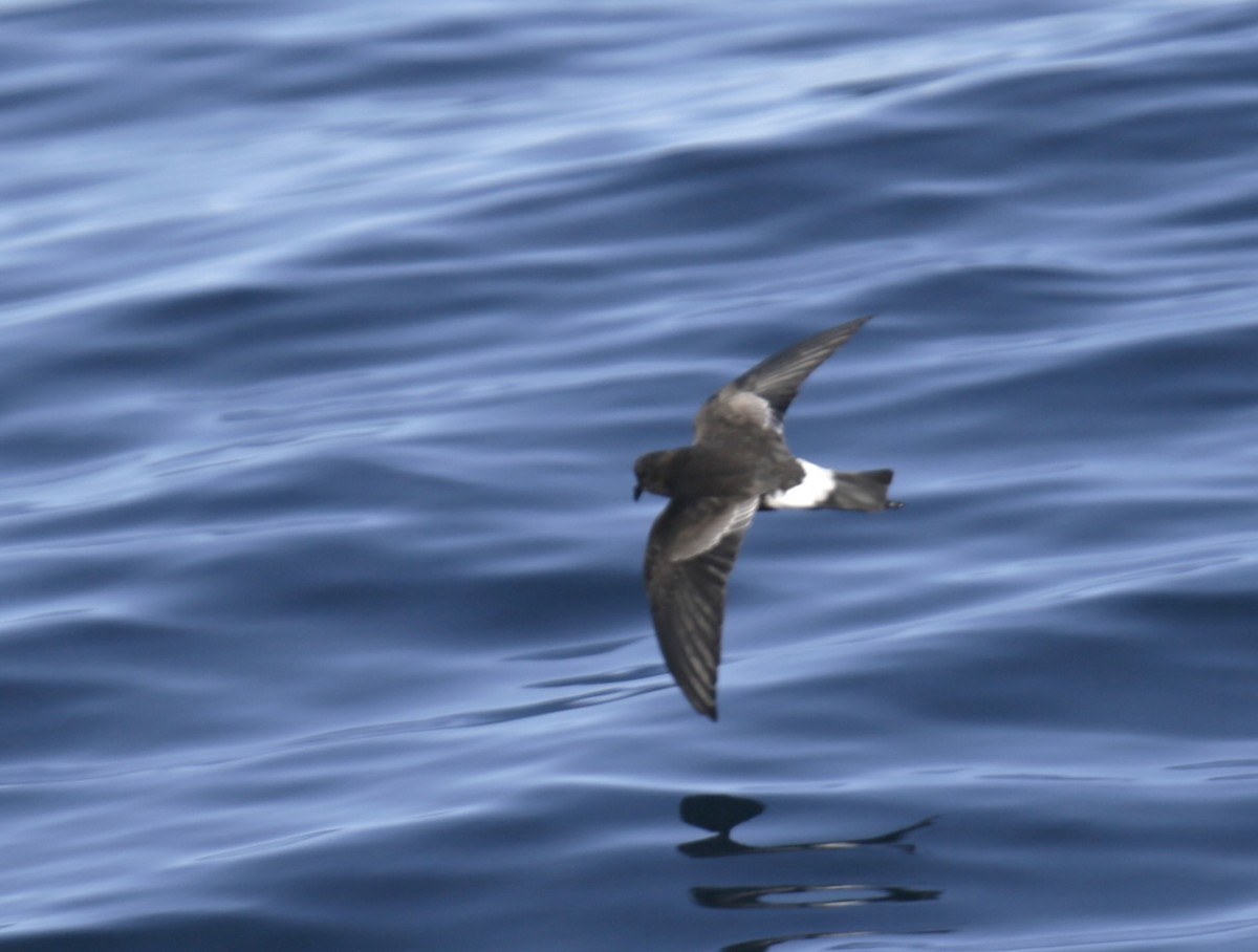 Wilson's Storm-Petrel - ML625198467