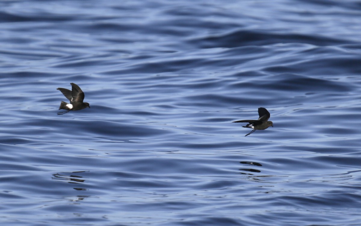 Wilson's Storm-Petrel - ML625198468