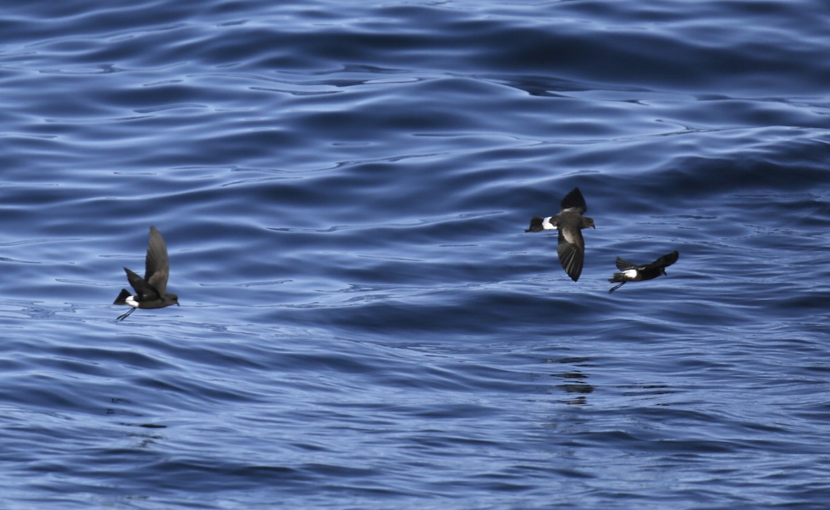 Wilson's Storm-Petrel - ML625198469