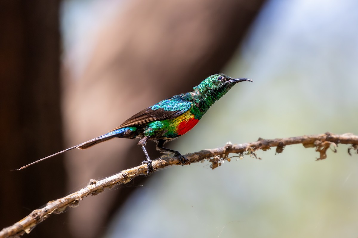 Beautiful Sunbird - ML625198495