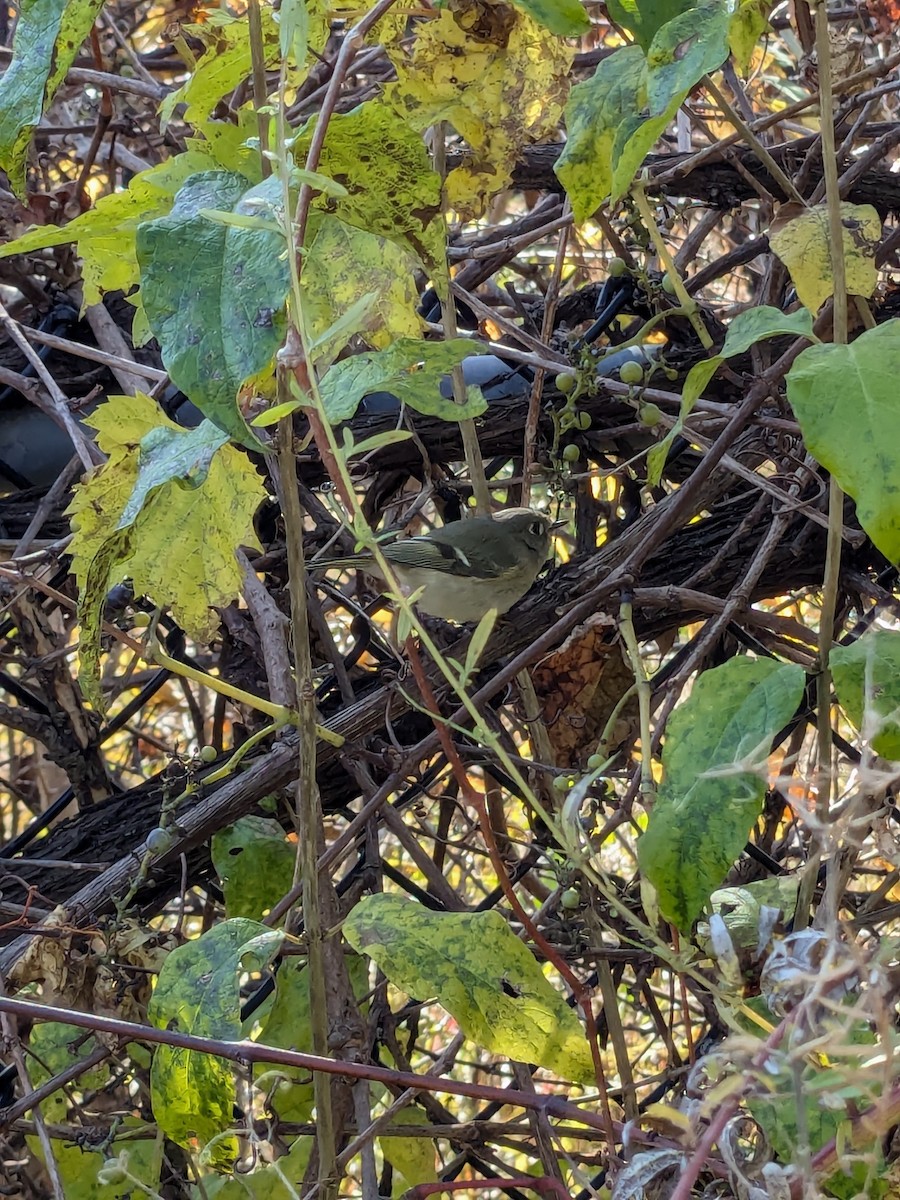 Ruby-crowned Kinglet - ML625198642