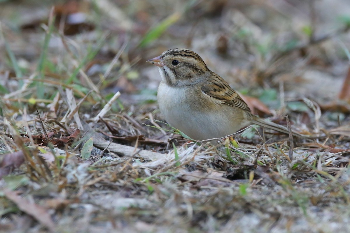 Clay-colored Sparrow - Devin Griffiths