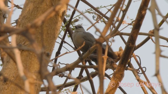 Lavender Waxbill - ML625198702