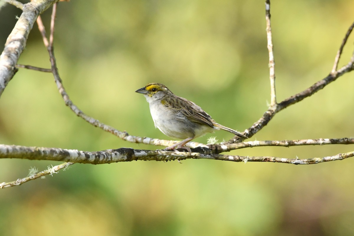 Yellow-browed Sparrow - ML625198758