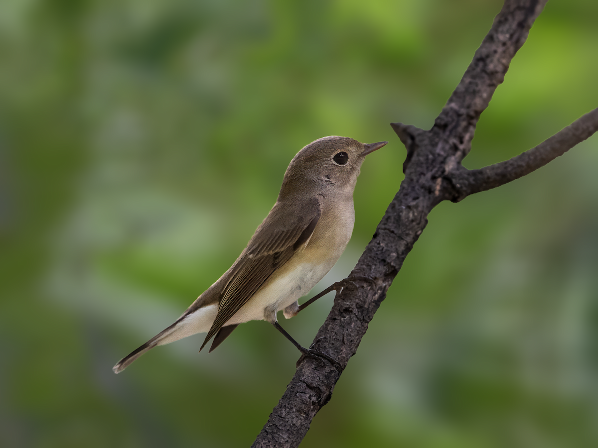Red-breasted Flycatcher - ML625198868