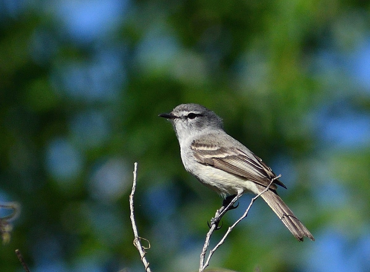 White-crested Tyrannulet (White-bellied) - ML625199000