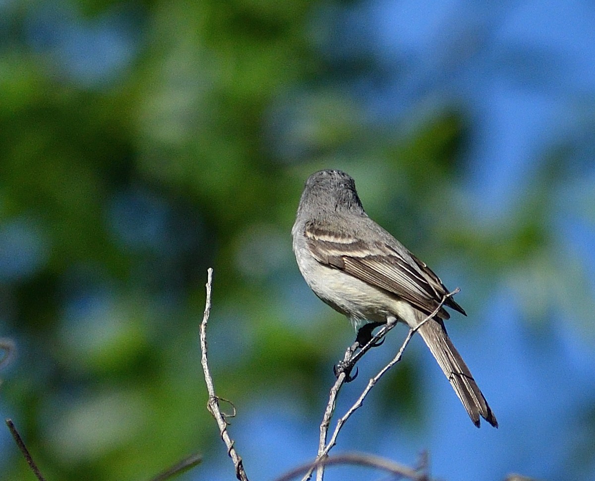 White-crested Tyrannulet (White-bellied) - ML625199001