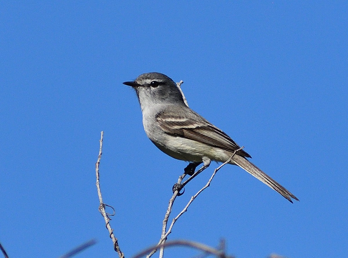 White-crested Tyrannulet (White-bellied) - ML625199002