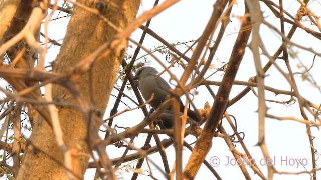 Lavender Waxbill - ML625199089