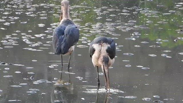 Marabou Stork - ML625199169