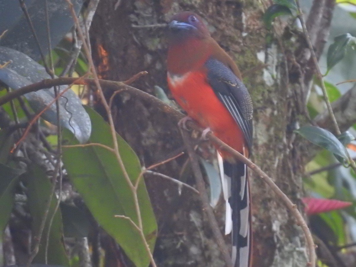 Red-headed Trogon - ML625199189