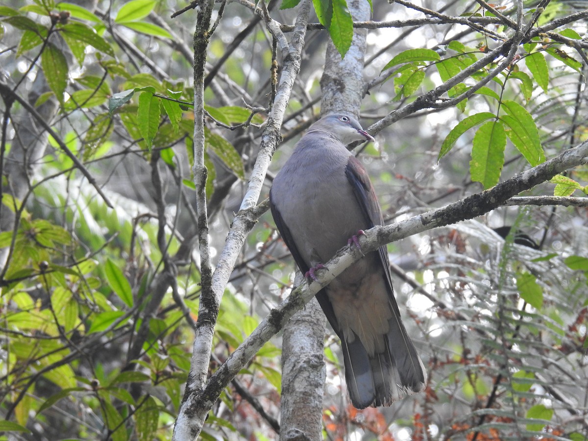 Mountain Imperial-Pigeon - ML625199191