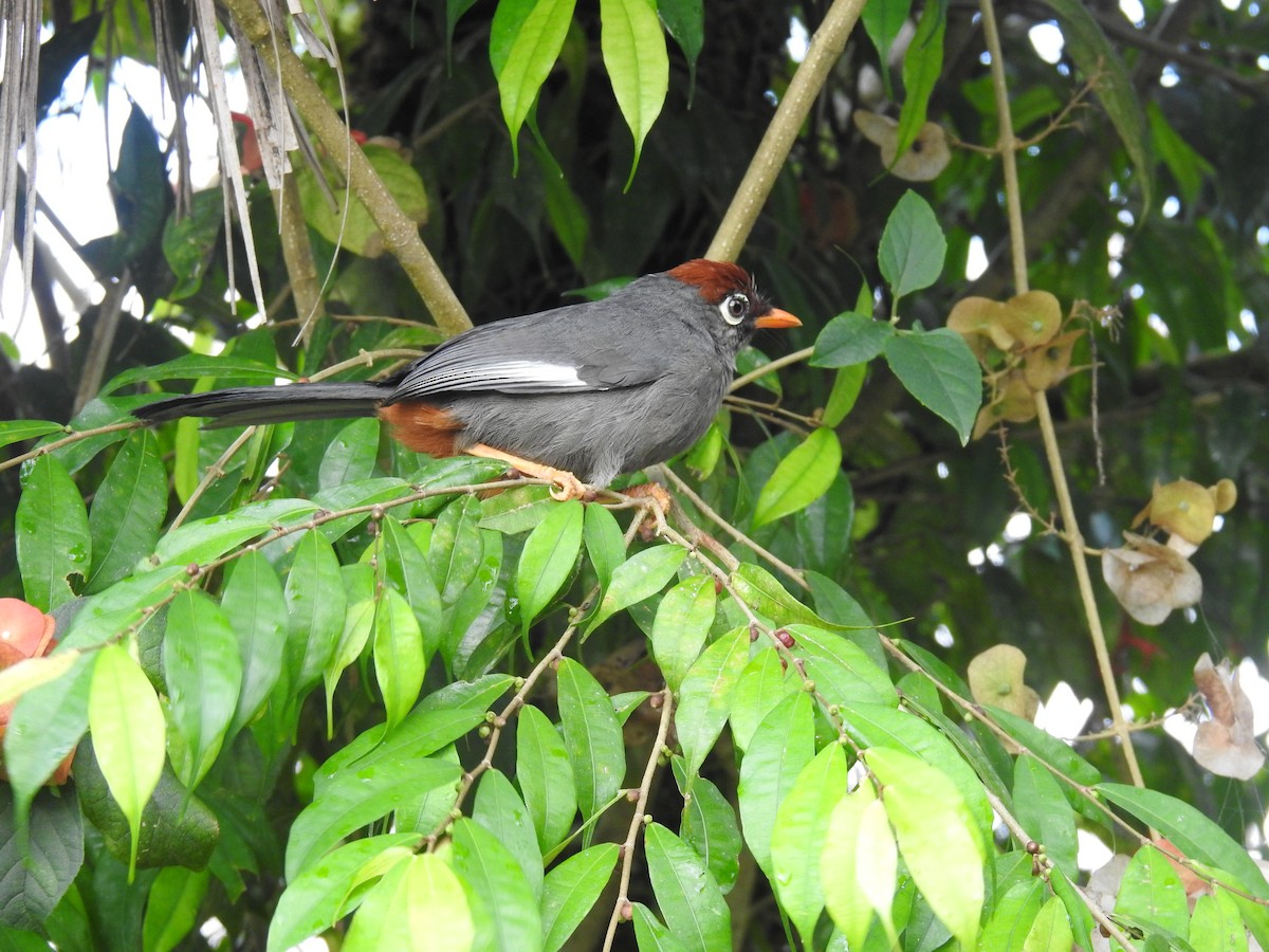 Chestnut-capped Laughingthrush - ML625199218