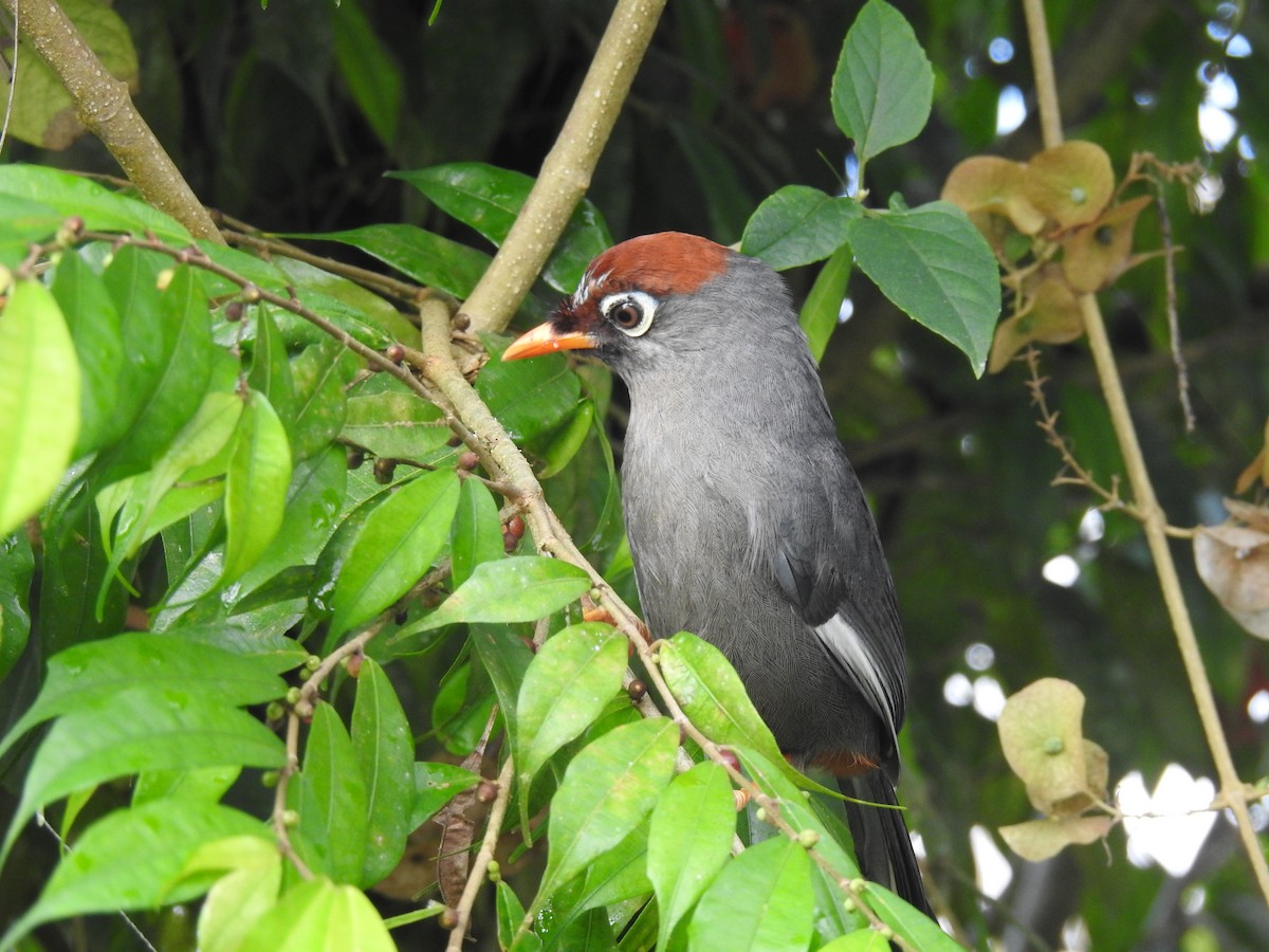 Chestnut-capped Laughingthrush - ML625199220