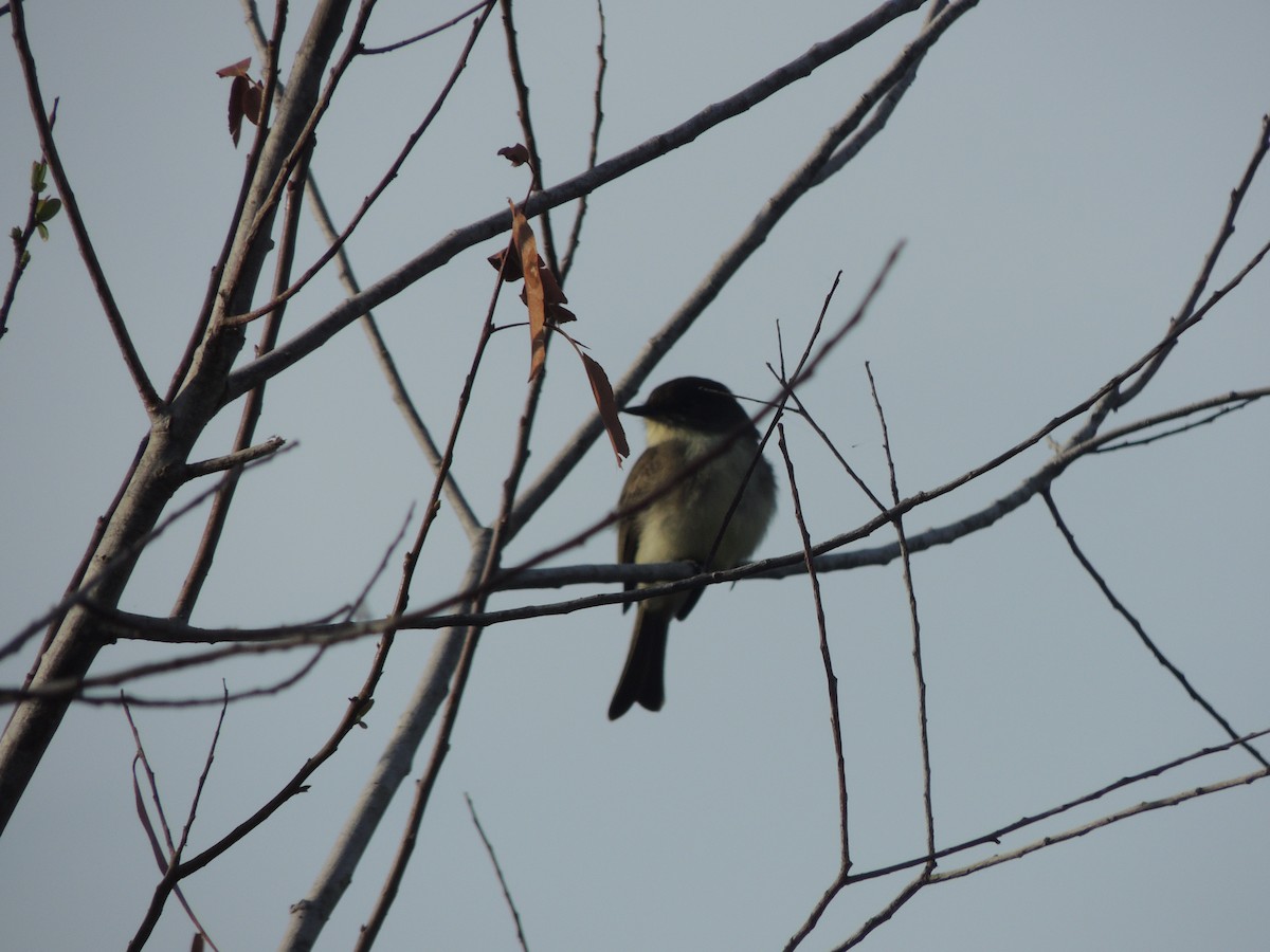 Eastern Phoebe - ML625199277