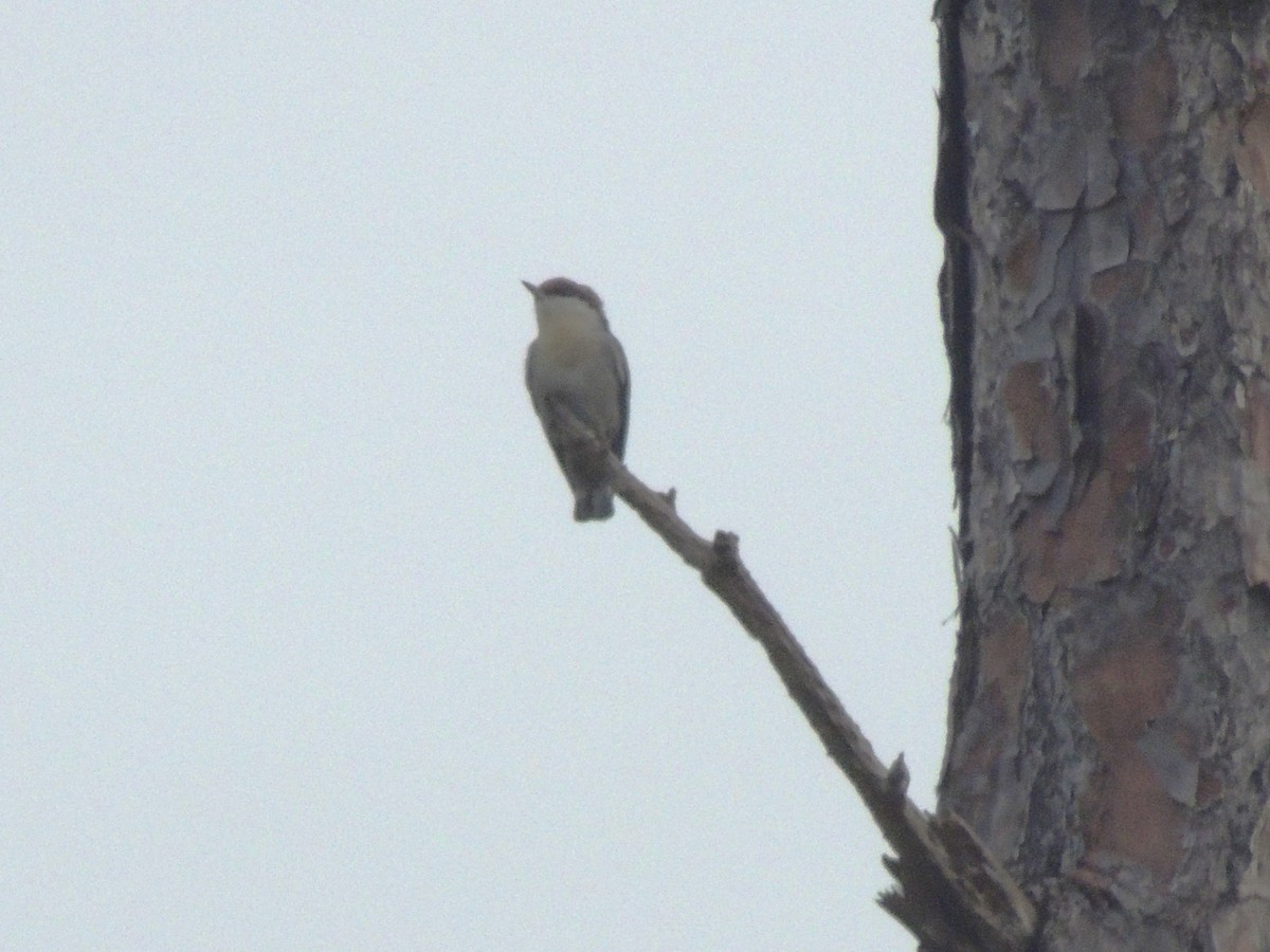 Brown-headed Nuthatch - ML625199287