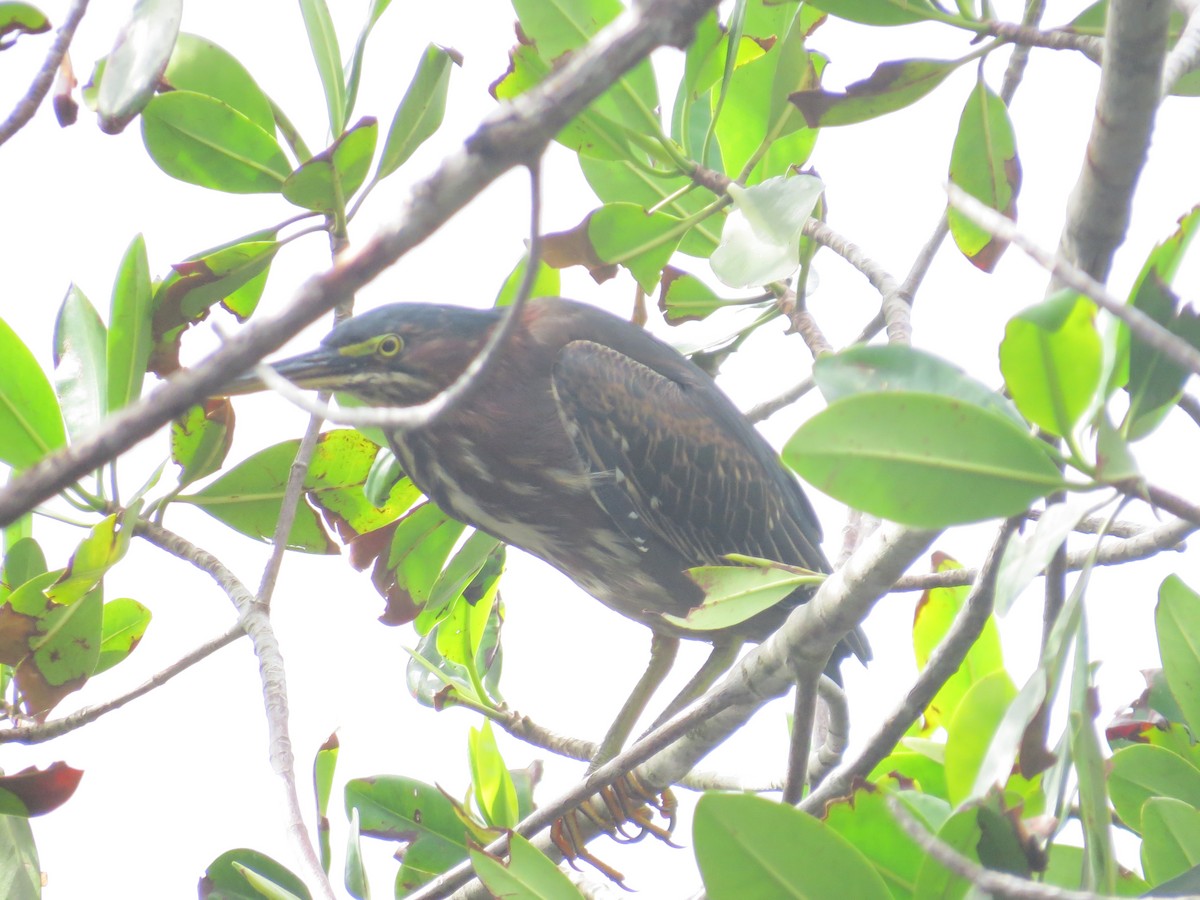 Green Heron - ML625199357