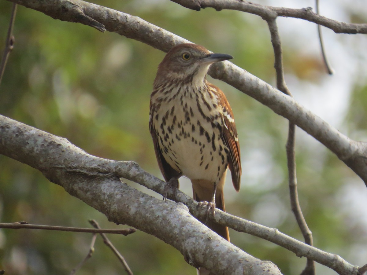 Brown Thrasher - ML625199364