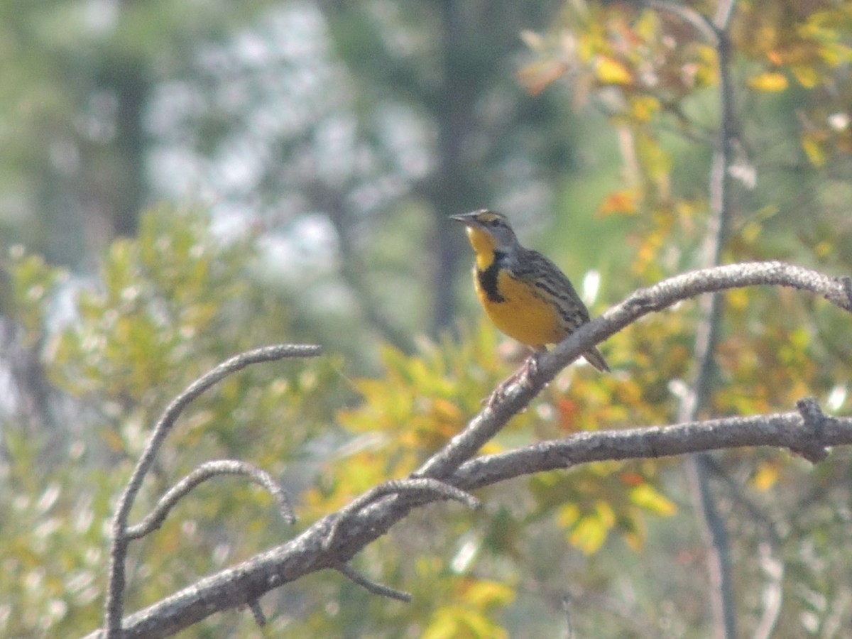 Eastern Meadowlark - ML625199368