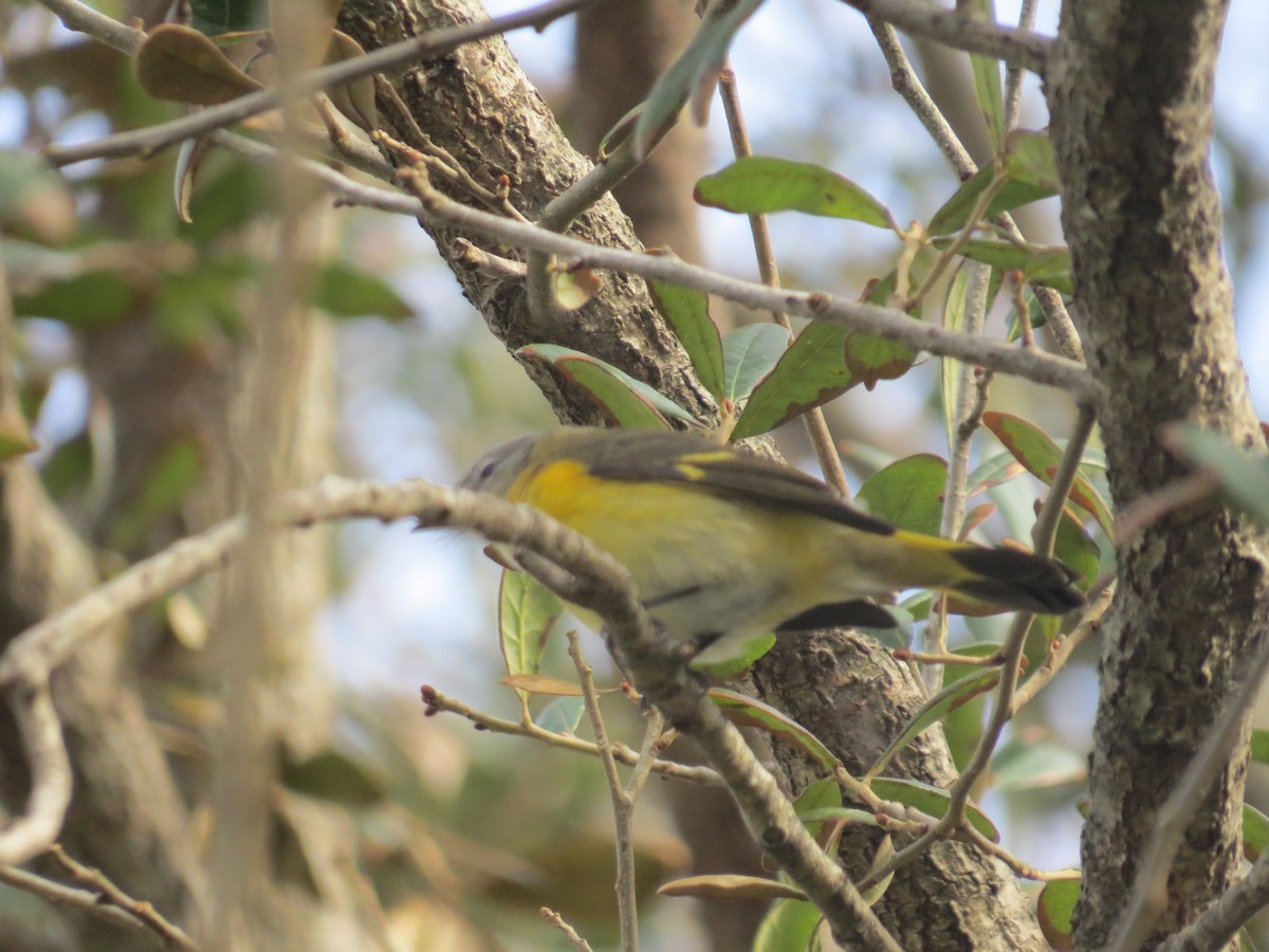 American Redstart - ML625199369