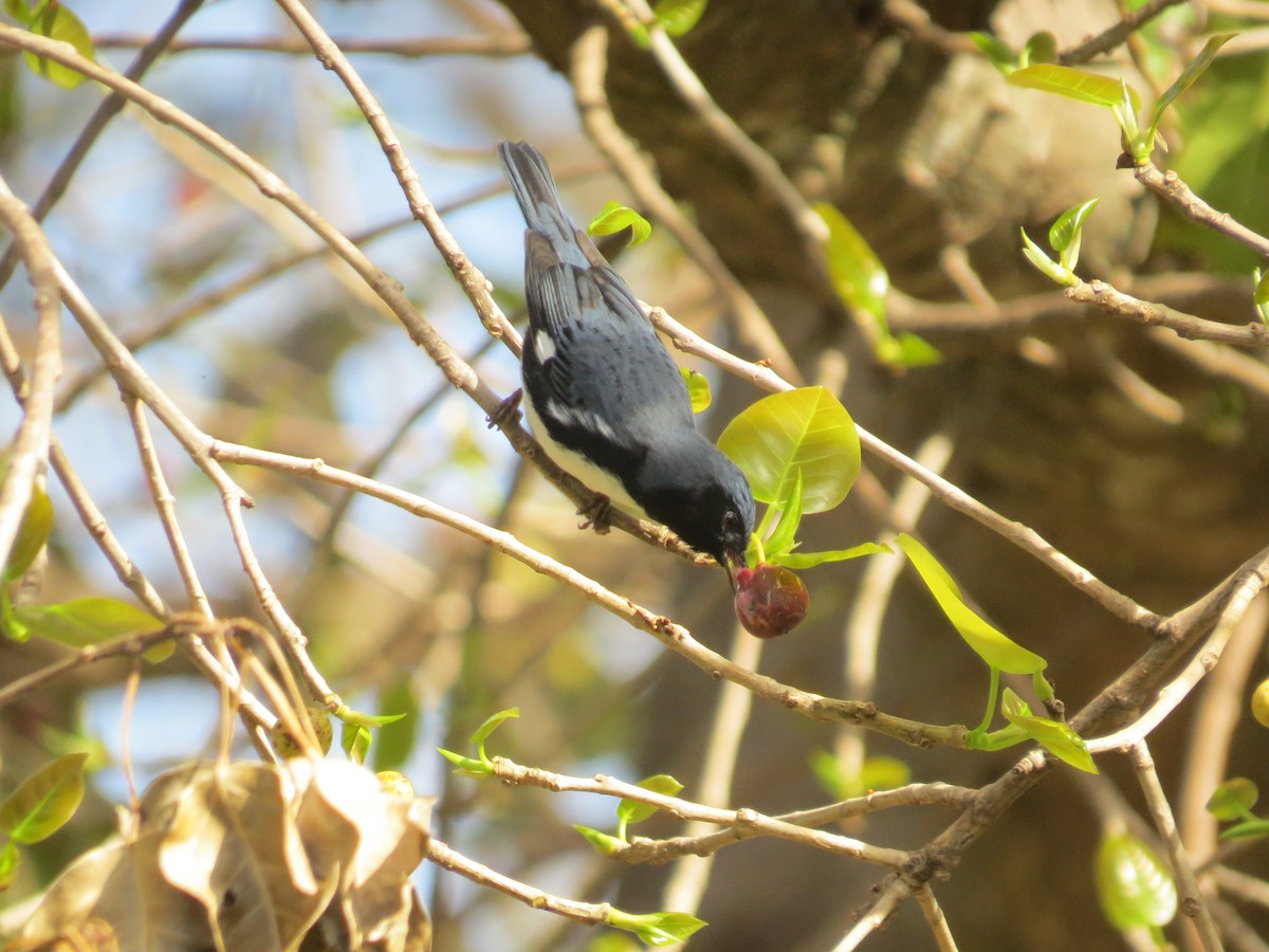 Black-throated Blue Warbler - ML625199374