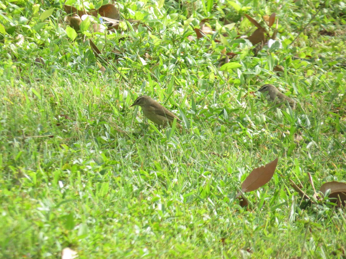 Palm Warbler - ML625199383