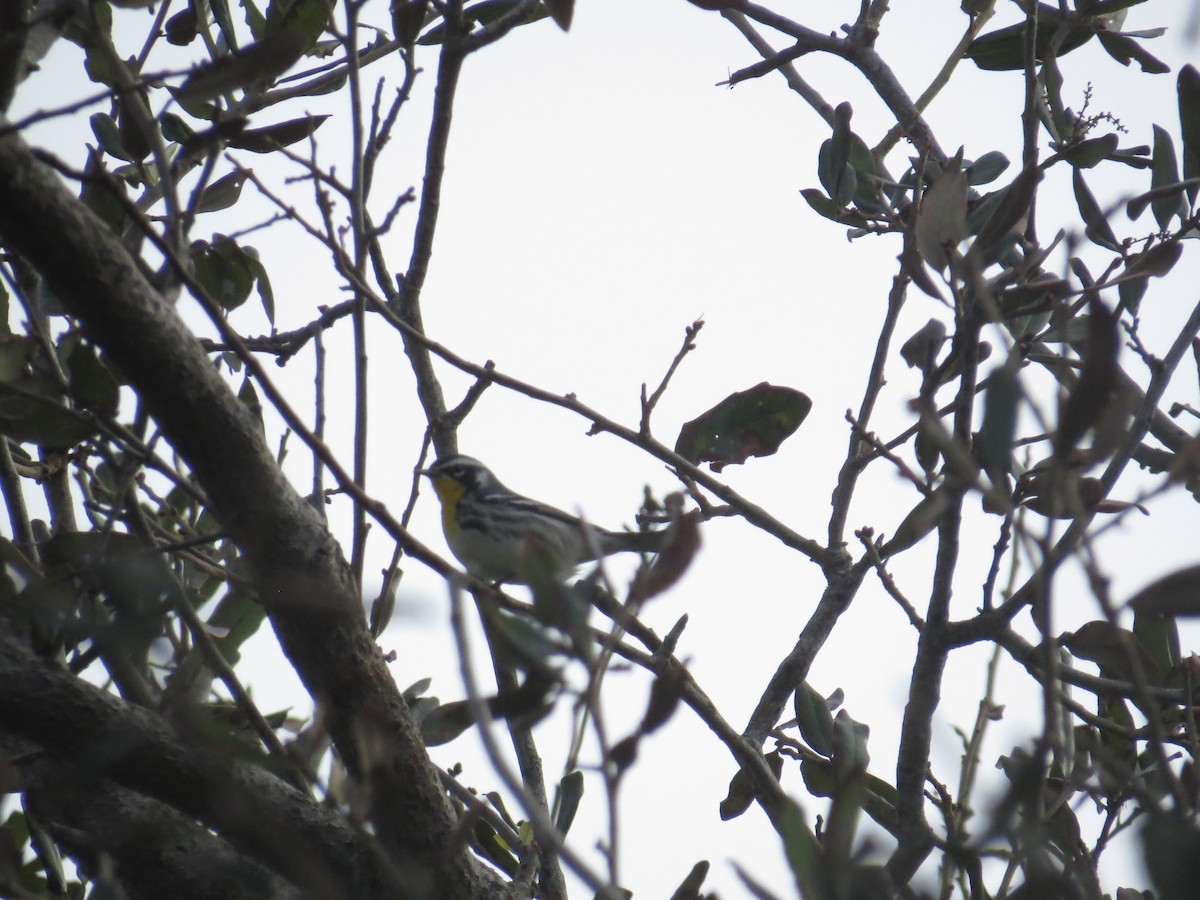 Yellow-throated Warbler - ML625199387