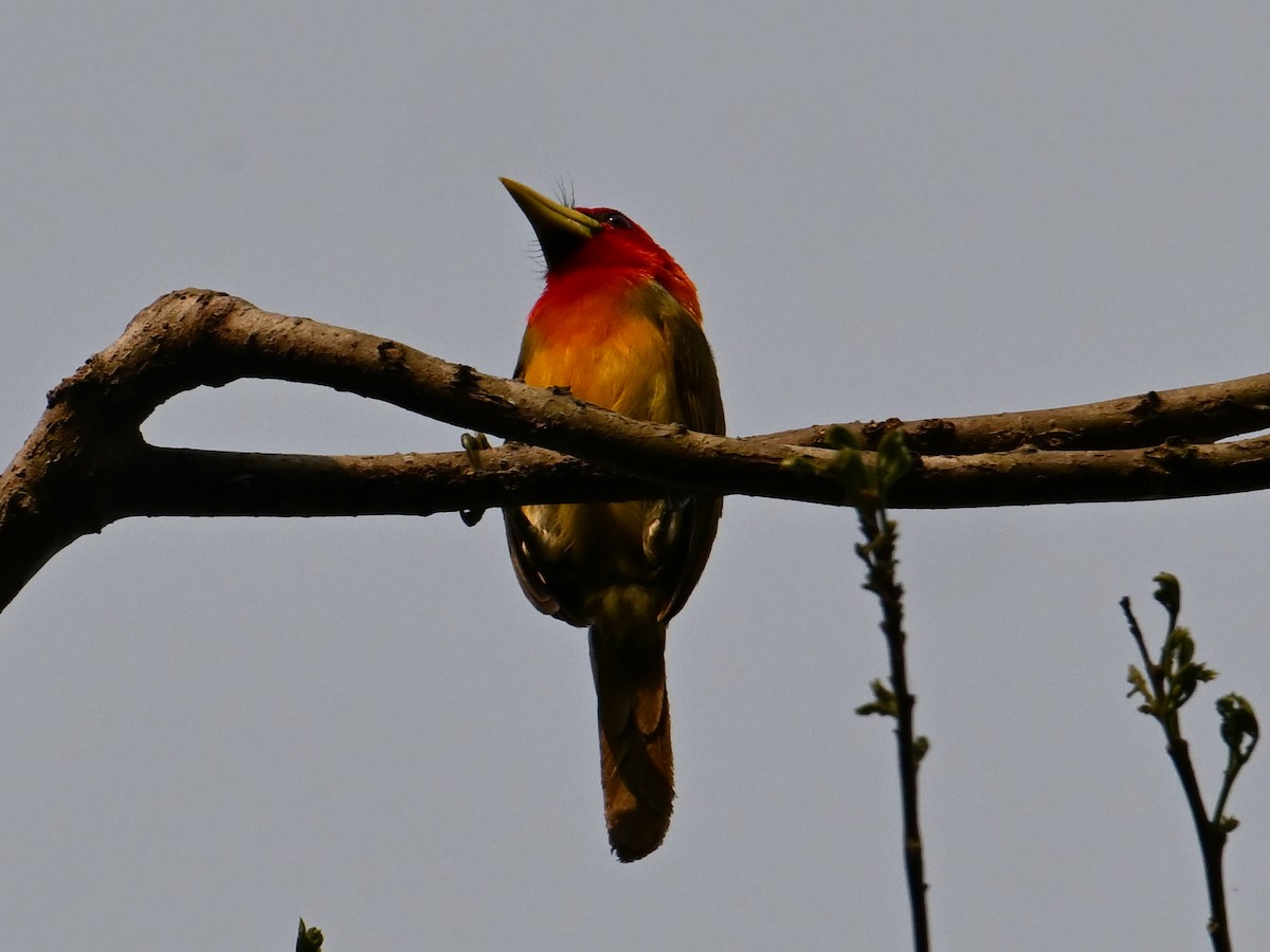 Scarlet-hooded Barbet - ML625199398